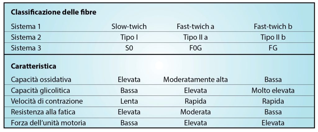 Classificazione delle tipologie di fibre muscolari