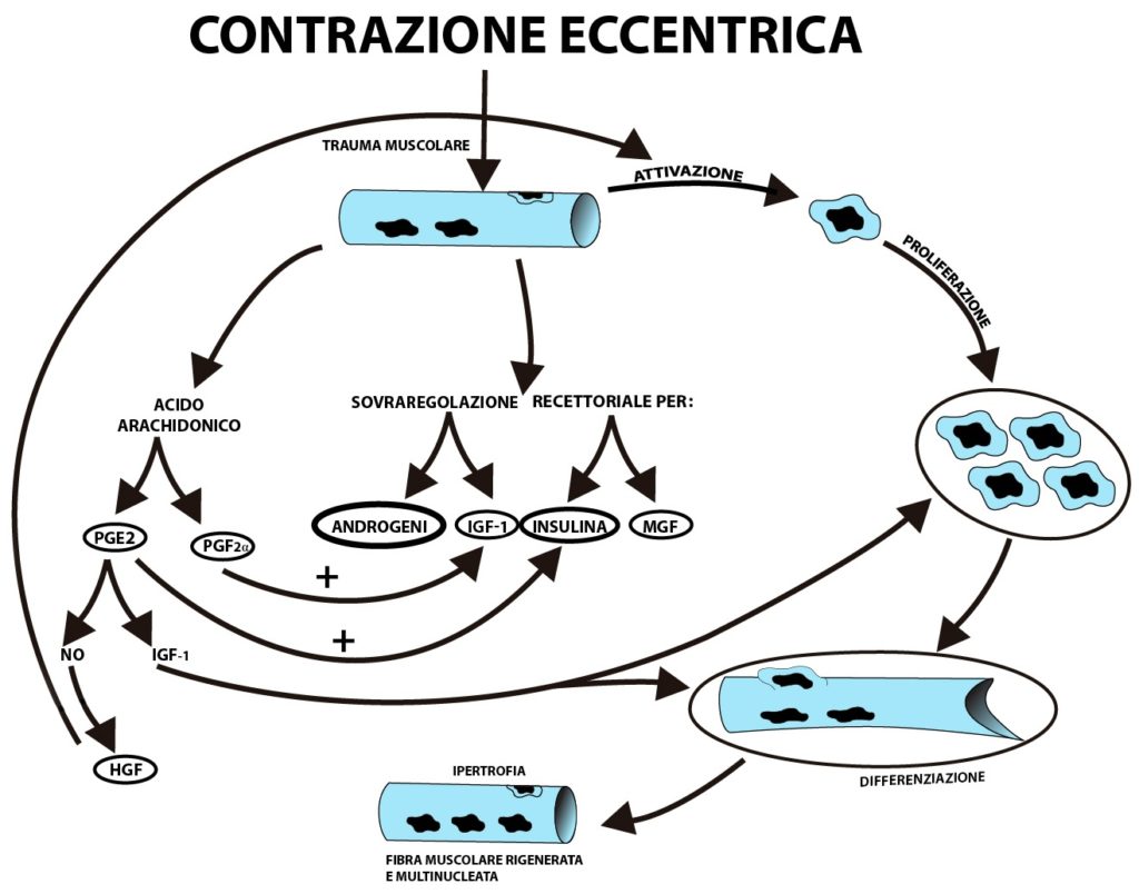 Contrazione eccentrica