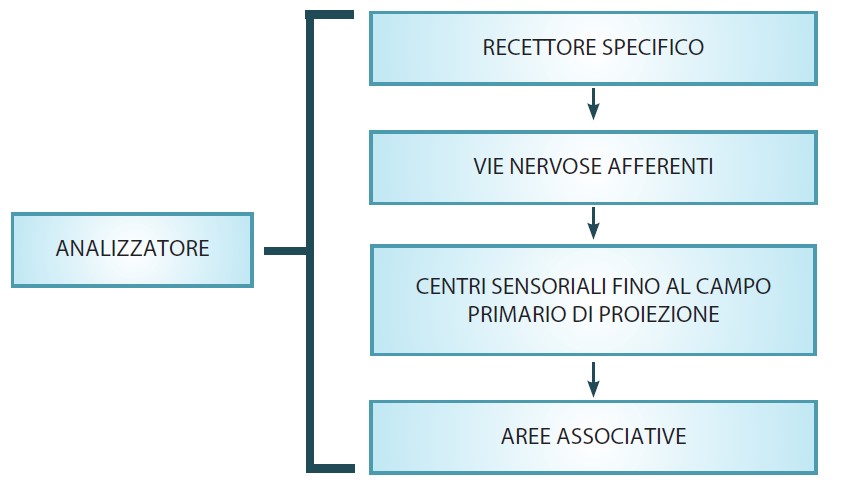 Meccanismo d'azione dell'analizzatore sensoriale