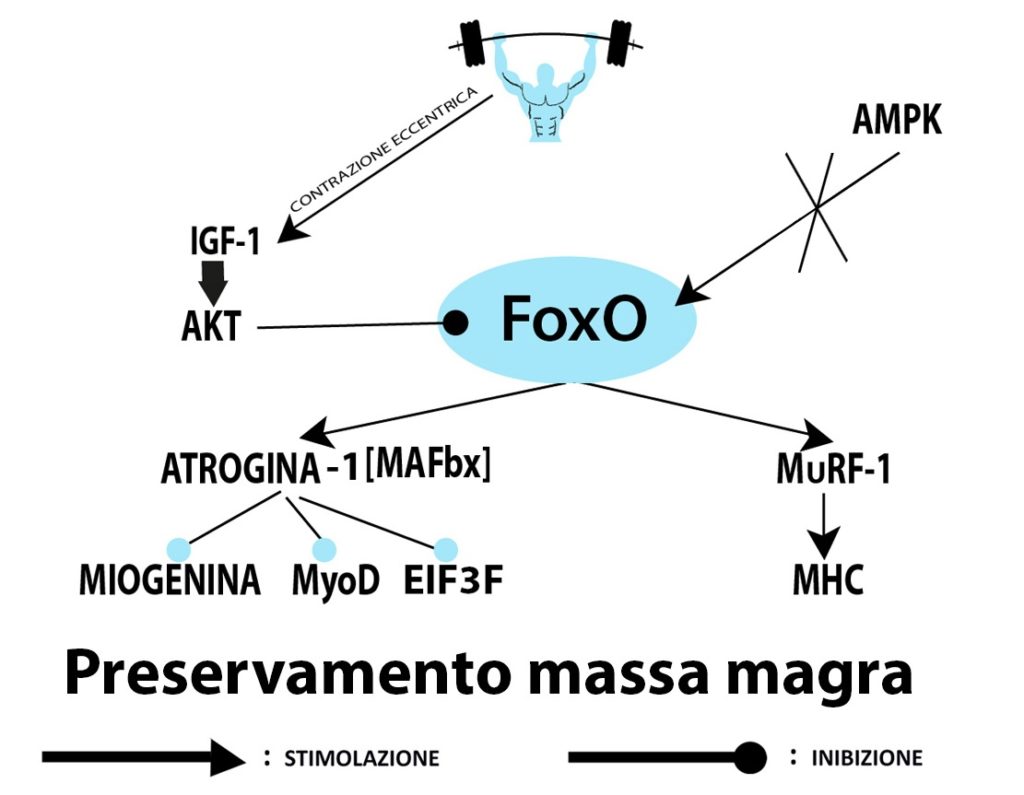 ciclo cellulare di rigenerazione muscolare