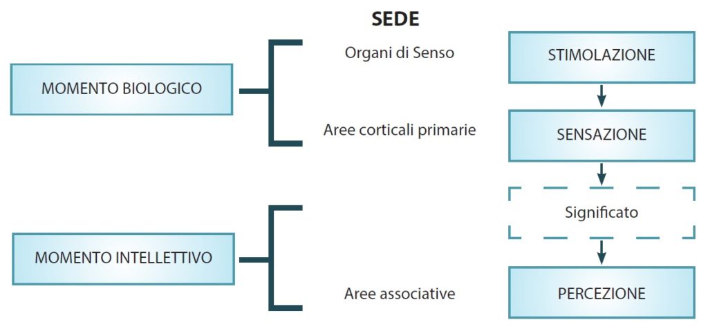 meccanismo di senso-percezione