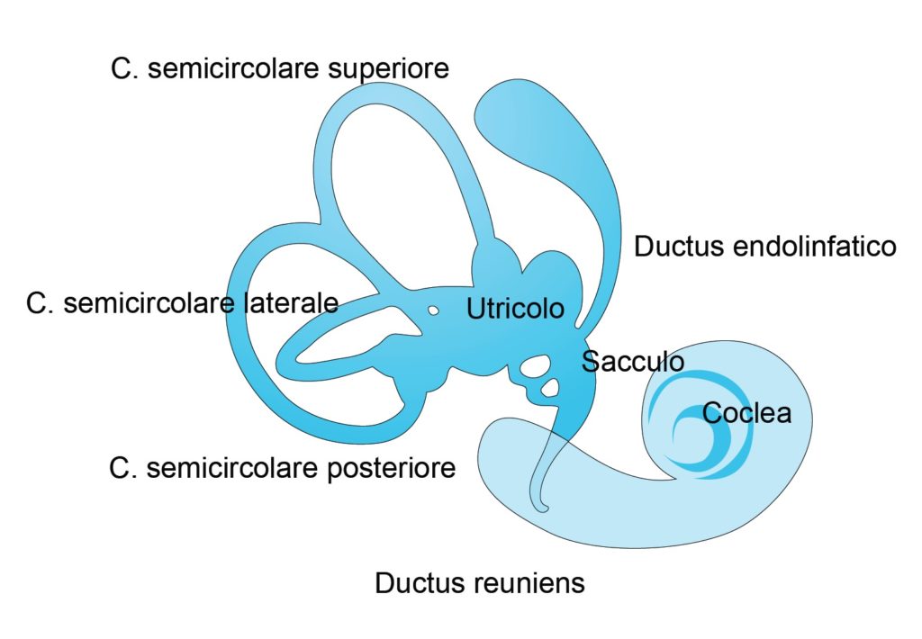 schematizzazione dell'apparato vestibolare