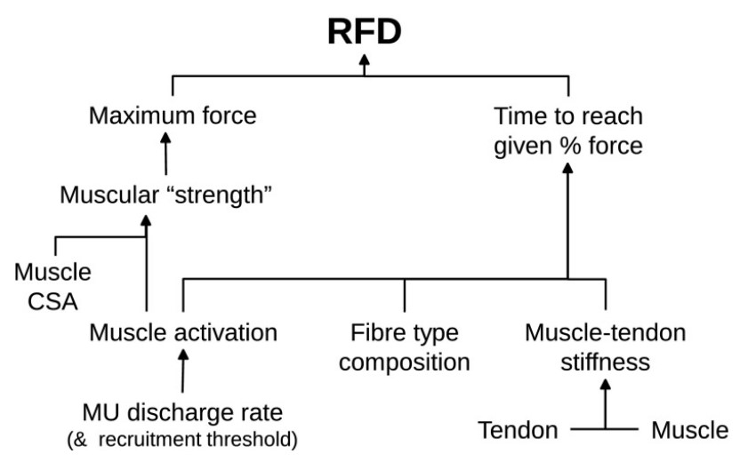 Rate of force development physiological and methodological considerations