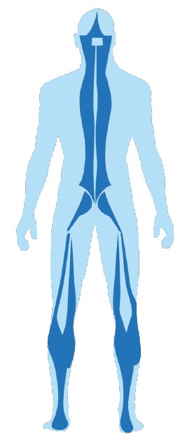 catena statica-dinamica posteriore