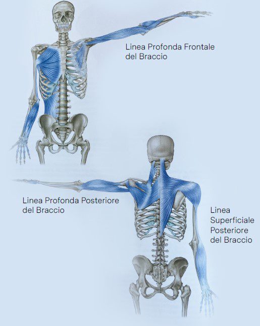 linee del braccio