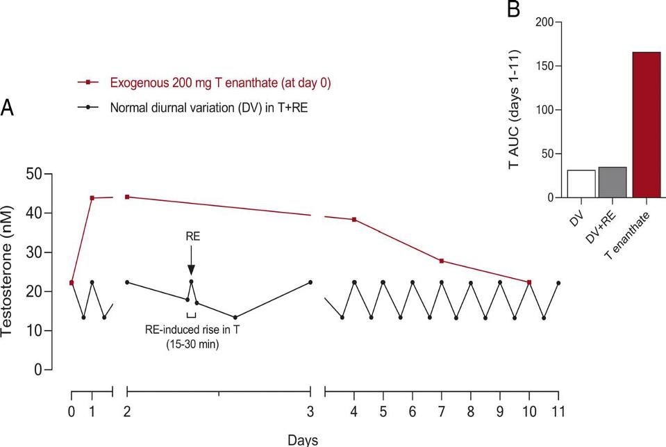 Confronto tra le variazioni diurne di testosterone (DV), quelle diurne con RT (DV+RT) e quelle da somministrazione esogena (T-enanthate)