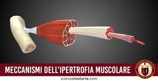 Meccanismi dell'ipertrofia muscolare