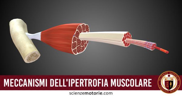 Meccanismi dell'ipertrofia muscolare