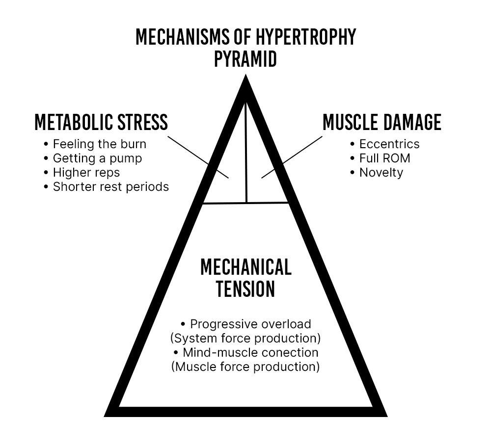 Parametri meccanismi ipertrofia muscolare