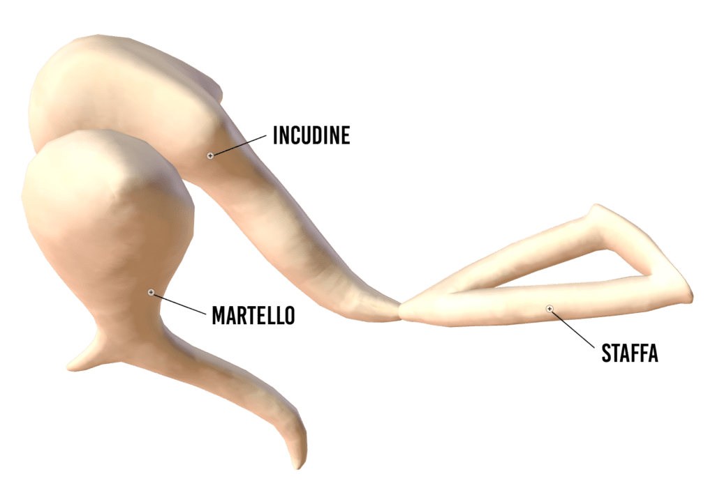 Martello, incudine e staffa