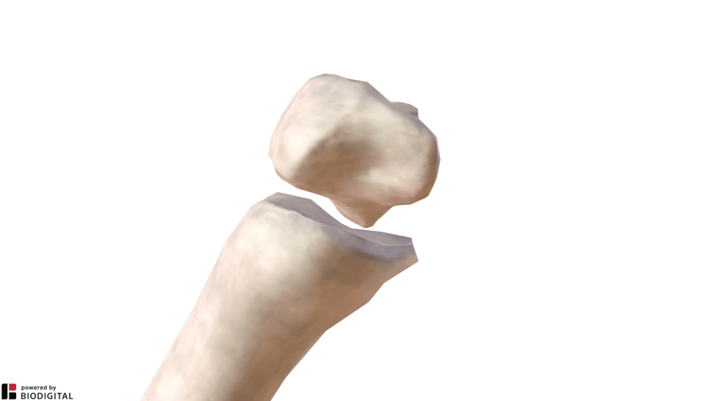 Articolazione carpo metacarpica del pollice destro