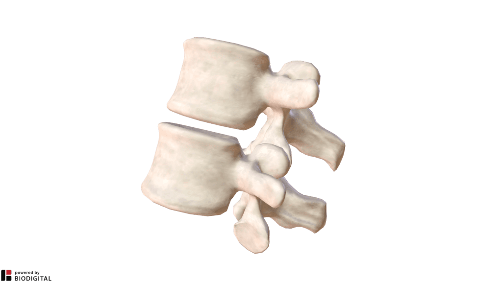 Articolazione tra prima e seconda vertebra lombare