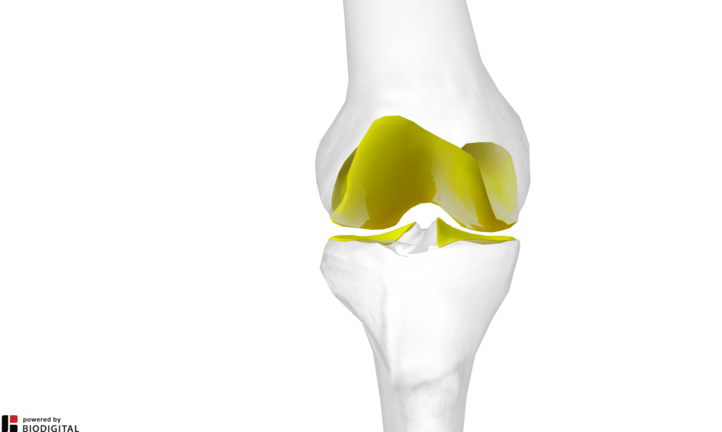 Capi articolari e rispettive cartilagini del ginocchio destro