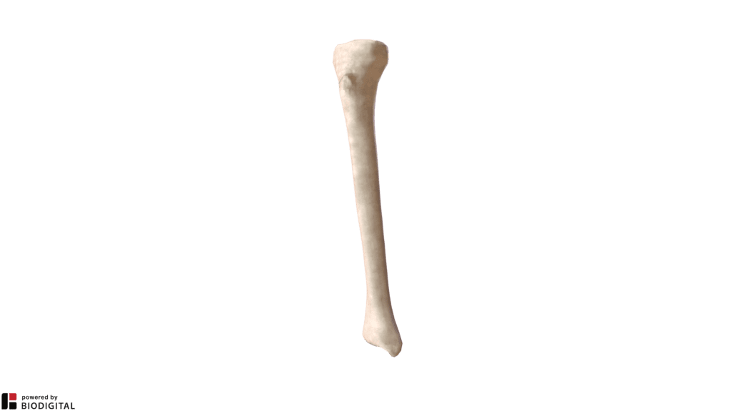 Tibia