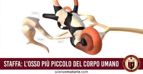 staffa orecchio corpo umano