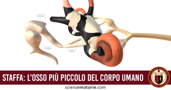 staffa orecchio corpo umano